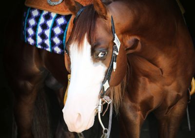 Horse Portraits