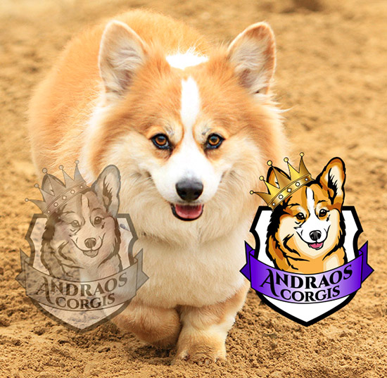 Andraos Corgis Logo